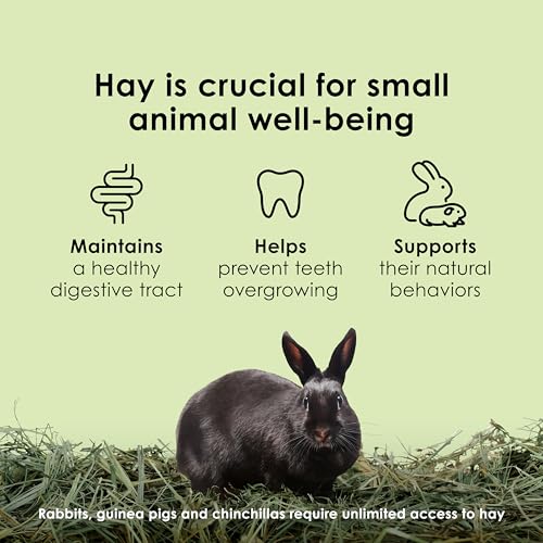 Kaytee Timothy Hay, High Fiber, Grown Specifically for Small Animals, Rabbits, Guinea Pigs, Chinchillas, Ideal Bulk Order for Small Pets, 12 pounds