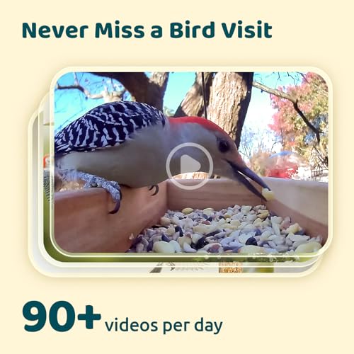 NETVUE by Birdfy Smart Bird Feeder Camera, Adjustable Brackets, Auto Bird Video Capture, Instant Notifications, AI Identify 6000+ Species
