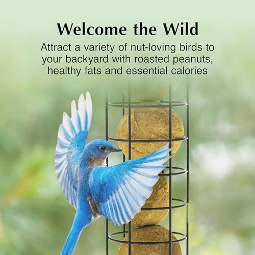 C&S Peanut Delight No Melt Dough Balls for Wild Birds Including Woodpeckers and Blue Jays, Pack of 4