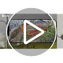 NETVUE by Birdfy Smart Bird Feeder Camera, Adjustable Brackets, Auto Bird Video Capture, Instant Notifications, AI Identify 6000+ Species