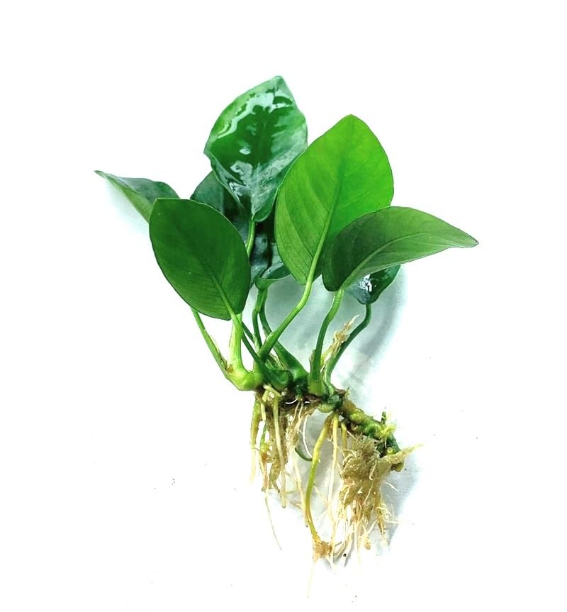 Java Fern and Anubias Aquarium Plant Bundle - Live Freshwater Plants for Aquascaping, Low Maintenance, Easy Beginner Friendly Decor for Fish Tank