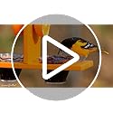 Oriole Bird Feeder, Double-Cup Jelly Oriole Feeder with Pegs for Orange Halves (Orange)