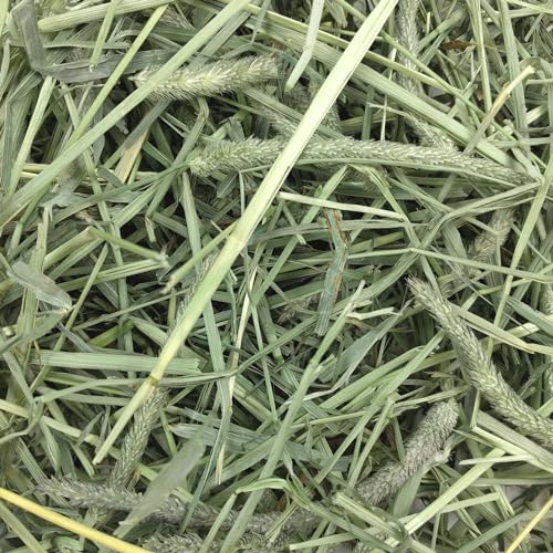 Oxbow Western Timothy Hay, Guinea Pig Hay, Small Pet Bunny Supplies, All Natural Grass for Guinea Pig, Bunny, Chinchilla & Hamster, Oxbow Rabbit
