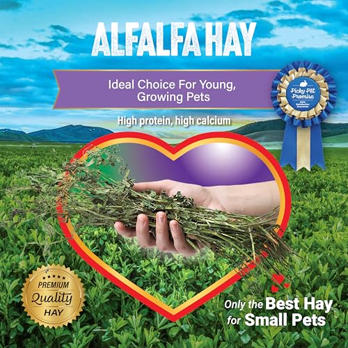 Small Pet Select Alfalfa Hay Pet Food for Young Rabbits, Guinea Pigs, Chinchillas, Tortoises and Other Small Animals, Easy to Store Box, 10 LB