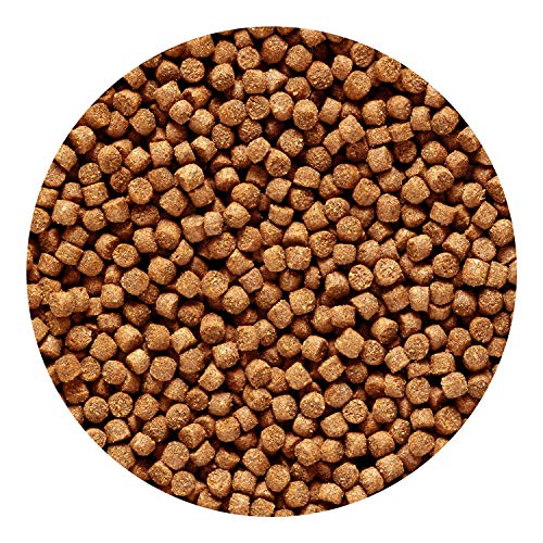 Hikari 12-Ounce Sinking Cichlid Gold Pellets for Pets, Mini