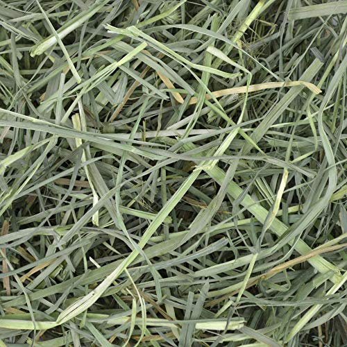 Oxbow Animal Health Orchard Grass, Guinea Pig Hay, Rabbit Hay, Small Pet Bunny Supplies, All Natural Grass for Guinea Pig, Bunny, Chinchilla