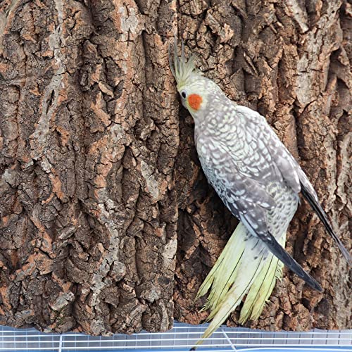 2 Pack 12 x 8 Inch 100% Natural Cork Perch, Bird Cork Seat Boards, Birdcage Bark Decor Accessories for Birds Parakeets Budgie Parrot Cockatiel