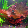 Marcus Fish Tanks - Tiger Lotus Lily Nymphaea Lotus - Live Aquarium Plants - Freshwater Aquatic Plant Buy 2 Get 1