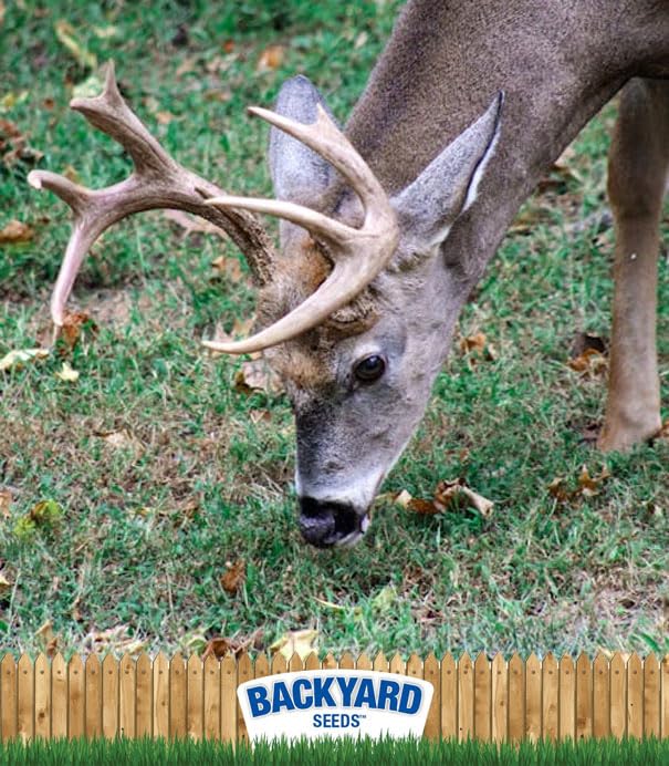 CountryMax Backyard Seeds Cracked Corn 50lbs - High-Energy Animal Feed for Chickens, Squirrels, Deer & Wild Birds, Ground Feeding, High Protein