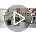 Glass Plant Watering Globes, Self Watering Globes Bird Shape, Self Watering Planter Insert, Plant Watering Devices, Automatic Plant Waterer Indoor