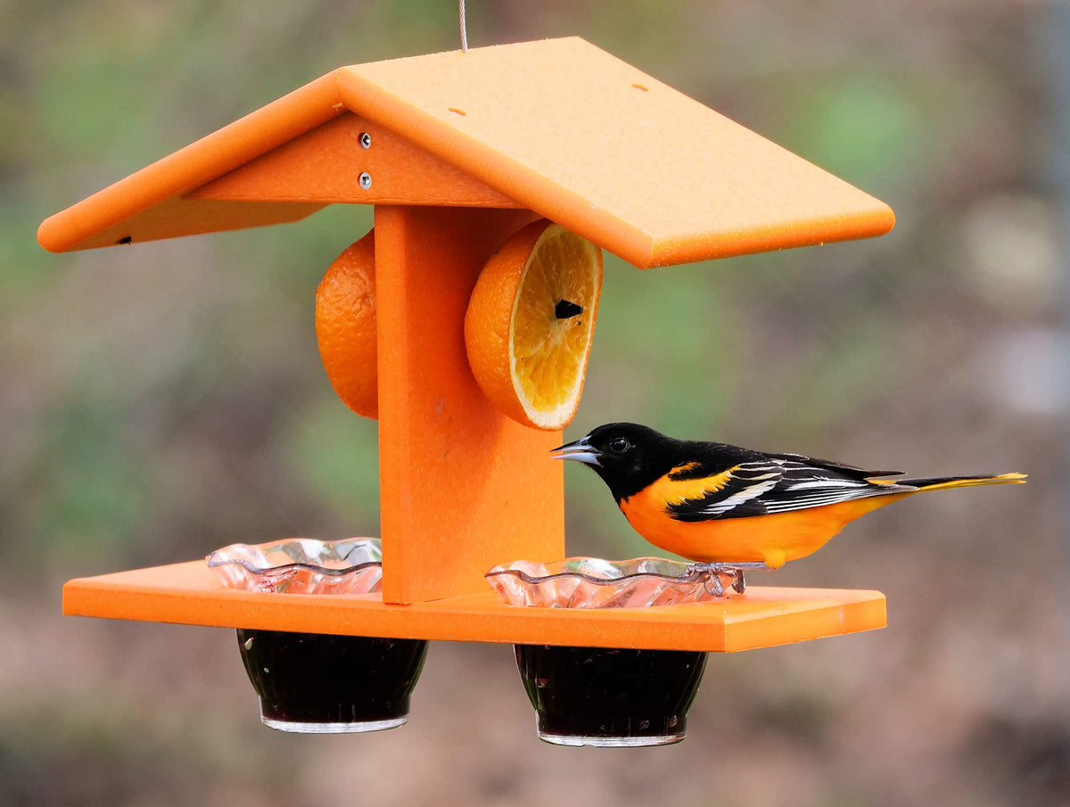 Oriole Bird Feeder, Double-Cup Jelly Oriole Feeder with Pegs for Orange Halves (Orange)