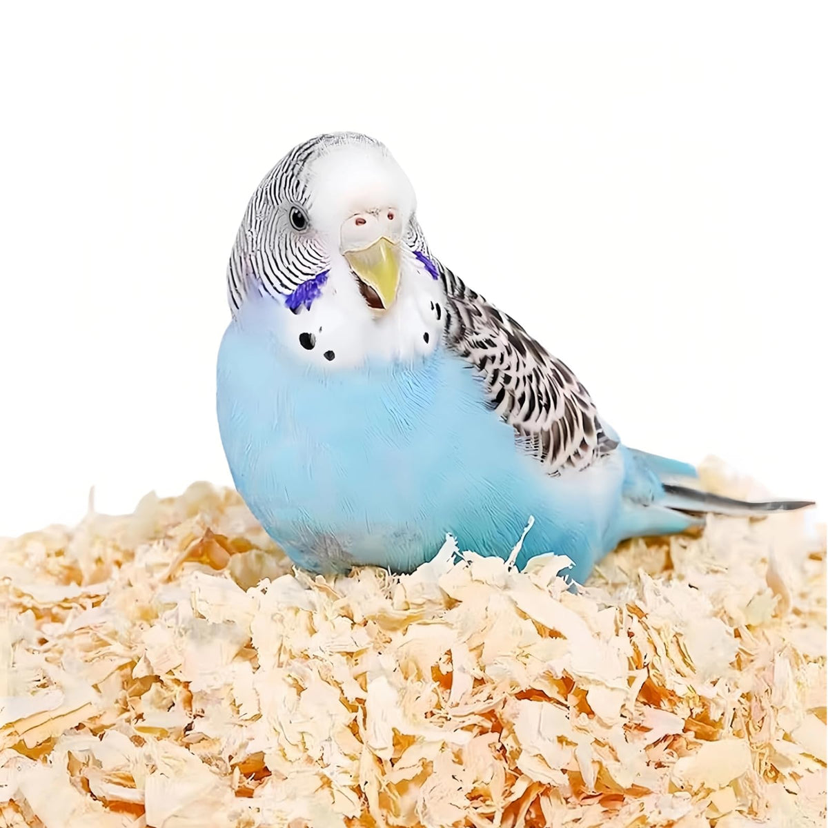 MANON ROSA Wood Shavings for Bird Bedding - Natural Aspen Soft Low-Dust & Odor-Control Nesting Material for Parakeets Parrots Rabbits Cockatiel for