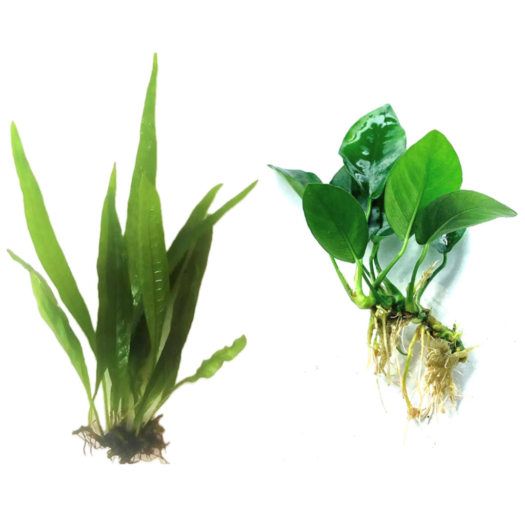 Java Fern and Anubias Aquarium Plant Bundle - Live Freshwater Plants for Aquascaping, Low Maintenance, Easy Beginner Friendly Decor for Fish Tank