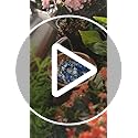 Mellbree Bird Bath Copper Disk, 0.6mm Reinforced 99.99% Pure Copper Cleaning Disk for Physical Safe Clean Water All-Season, Universal Fit for Outdoor