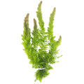 Live Fish Aquarium Plants - Hornwort Coontail - Floating or Rooted, Excellent Oxygenator, Perfect for Ponds or Aquariums, Great for Baby Fish, Guppy
