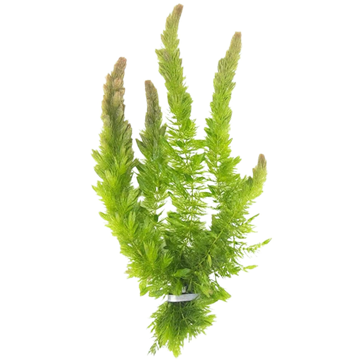 Live Fish Aquarium Plants - Hornwort Coontail - Floating or Rooted, Excellent Oxygenator, Perfect for Ponds or Aquariums, Great for Baby Fish, Guppy