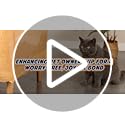 Panther Armor Furniture Protector, 8-Pack, Heavy Duty Anti-Scratch Cat Couch Protector, Transparent