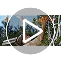 Bird Scare Reflective Tape, 262 Feet per Roll, Double-Sided Reflective, for Repelling Sparrows and Woodpeckers, Suitable for Outdoor Use in Homes